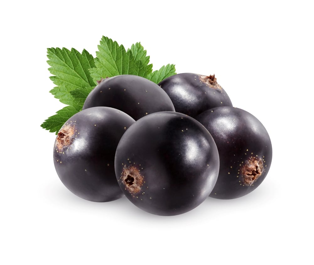 fresh Black Currant Fruit and leaves which been used in beautitionary natural skincare